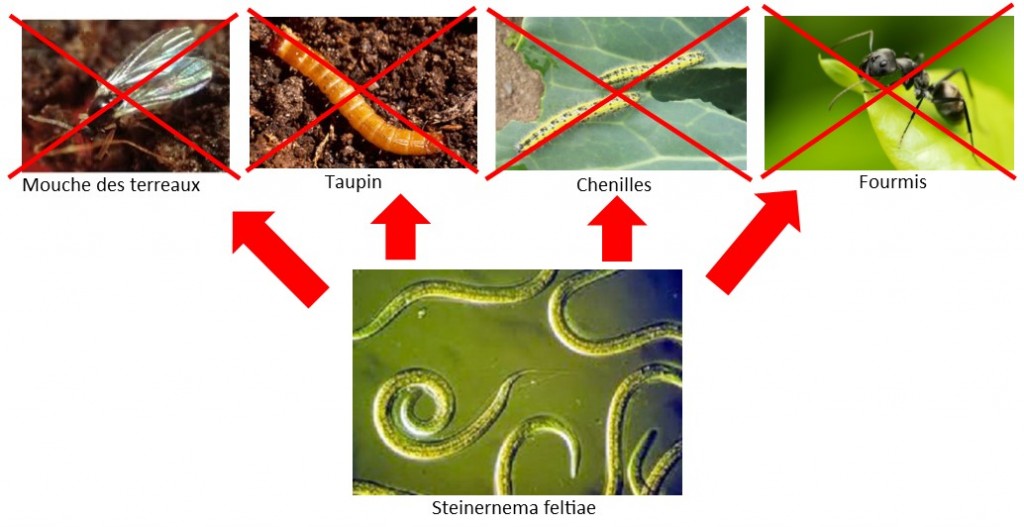 Nematodes mouches terreau : Traitement bio Nématodes - anti moucherons et  mouches des terreaux (Pour traiter 20 pots) : : Jardin