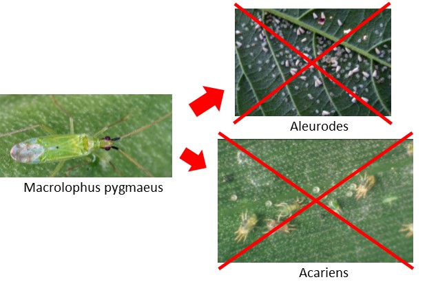 Calpop contre aleurodes et acariens