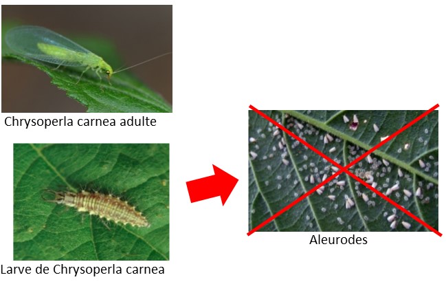 Chrysope contre aleurodes