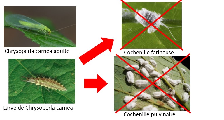 Chrysope contre coshenilles