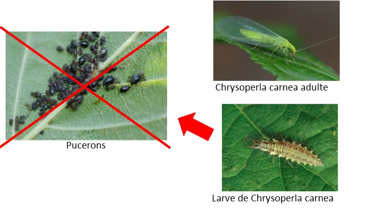 Chrysope contre pucerons