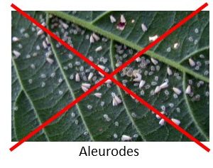 Contre les aleurodes