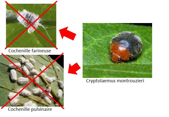 Cryptolaemus contre cochenilles