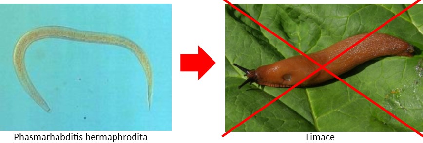 Nématodes Ph