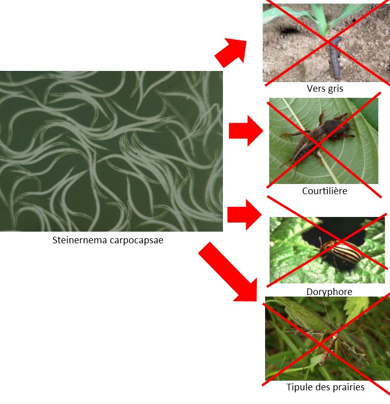 Nématodes Sc