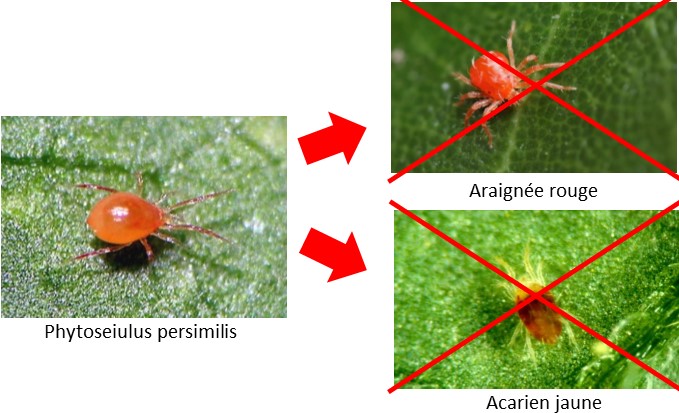 Phytoseiulus contre araignée rouge