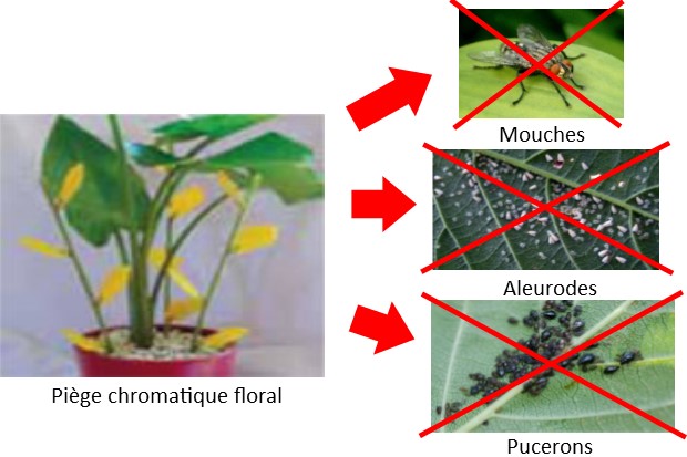 Piège chromatique floral contre pucerons...