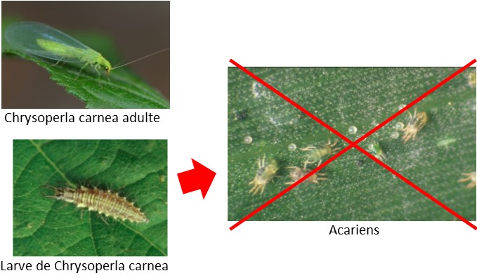 chrysope contre acariens