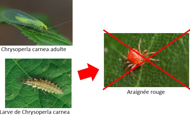 chrysope contre araignée rouge