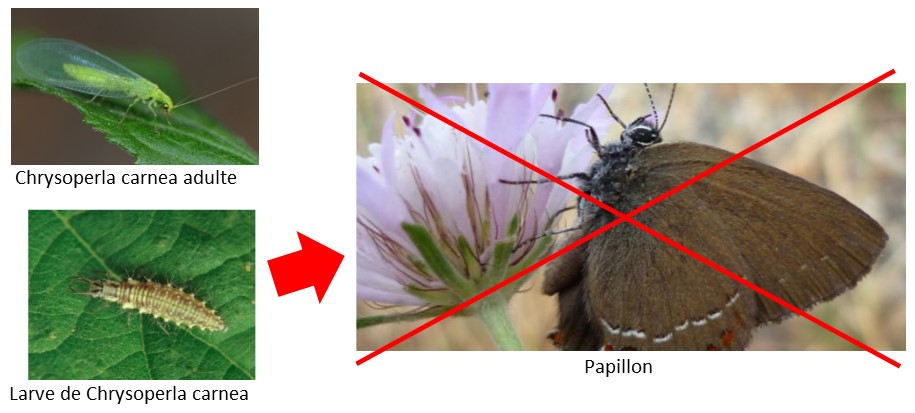 chrysope contre papillons