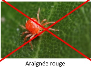 Contre les araignées rouges