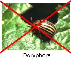 Contre les doryphores