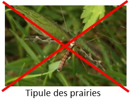 Contre les tipules des prairies