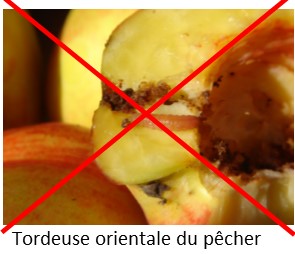 Contre la tordeuse orientale du pêcher