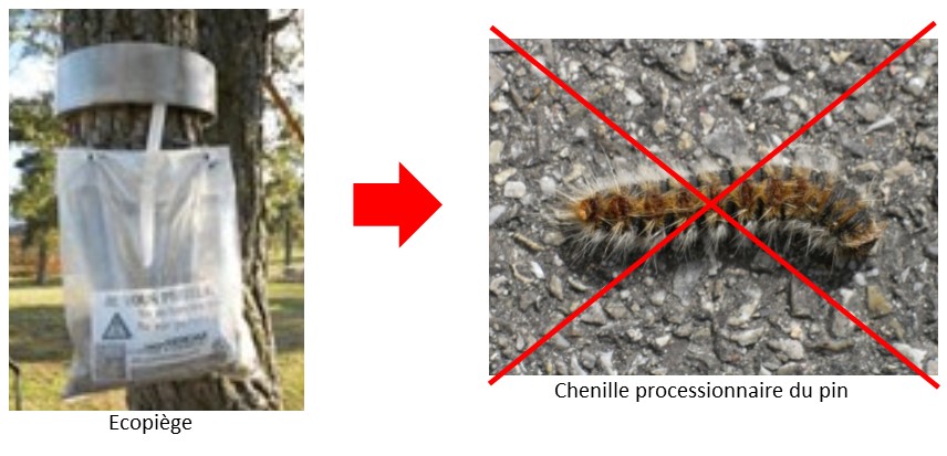 ecopiège contre chenilles