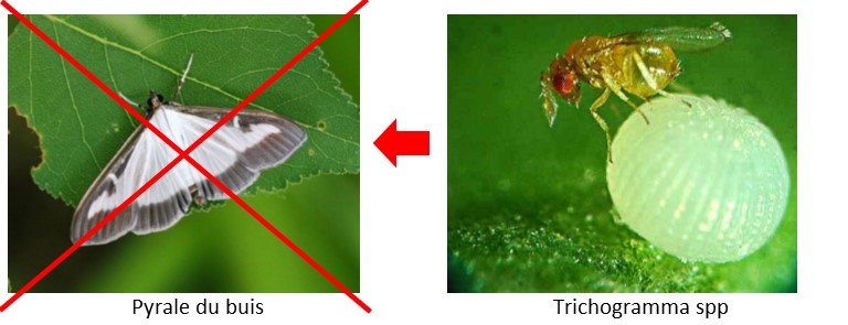 trichotop buxus