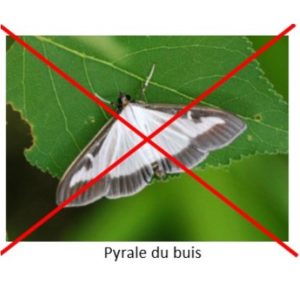 Contre les pyrales du buis