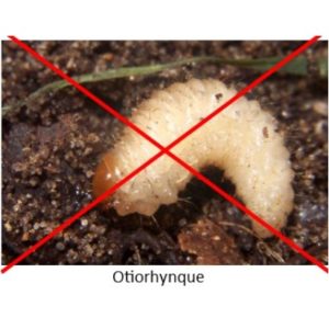 Contre les otiorhynques